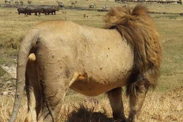 7-Day Private Safari to Amboseli National Park and Masai Mara