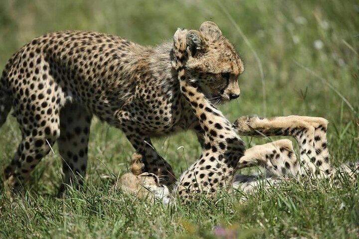 2-Day Private Guided Tour to Tarangire and Ngorongoro