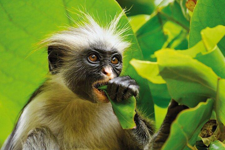 Jozani Monkey Tour; Ngonga Cave; Salaam Cave; Kuza Cave; The Rock