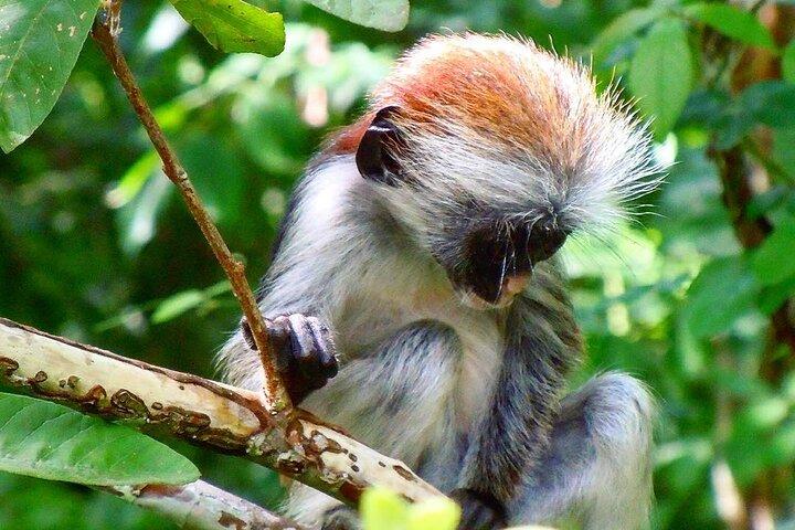 Jozani Monkey Tour; Ngonga Cave; Salaam Cave; Kuza Cave; The Rock