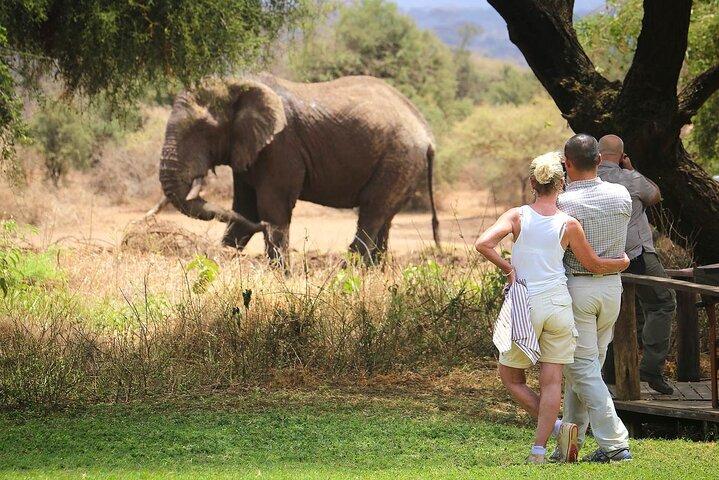 Majestic Elephant Safari