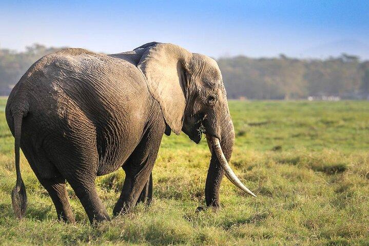 Majestic Elephant Safari