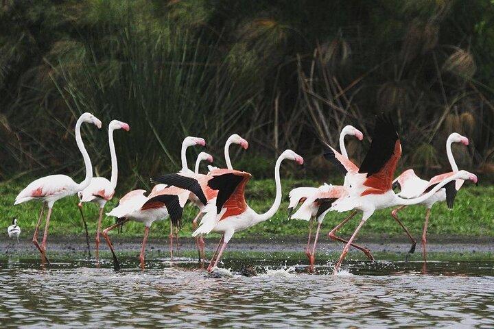 3 Days Nyerere National Park Safari (Selous Game Reserve)