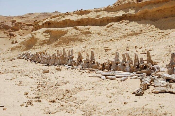 Private Tour Whales Valley And Wadi El Rayan Waterfalls In El Fayoum From Cairo