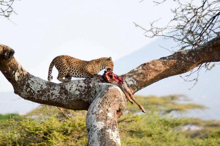 7-Day Great Migration Safari