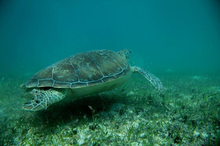 Akumal Adventure: Swim with turtles and explore Tulum Ruins
