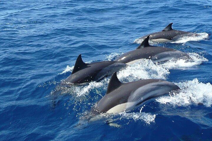Whale Watching & Turtle Hatchery Tour From Gall