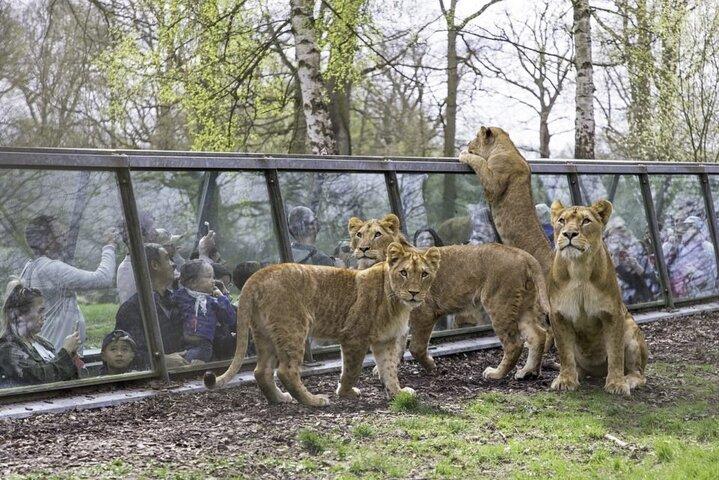 Private excursion to Thoiry ZooSafari from Paris