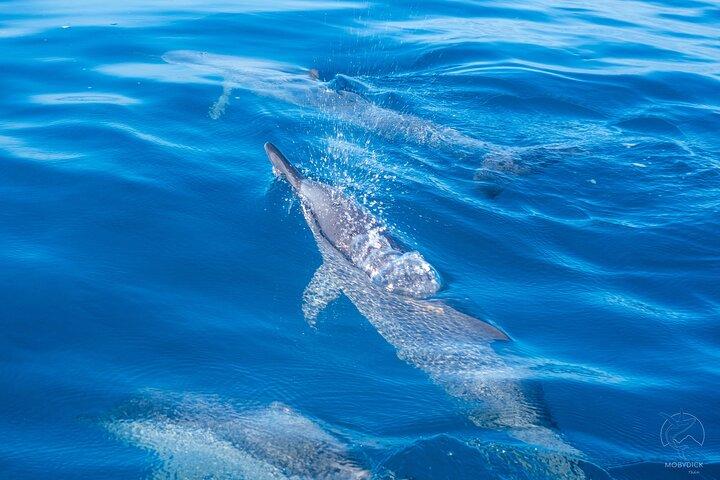 Boat tour + snorkeling in a preserved lagoon - Mobydick Tahiti