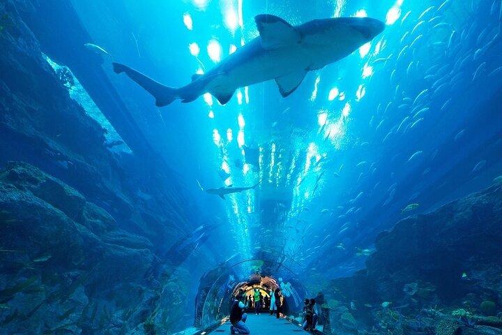 Dubai Aquarium and Underwater Zoo