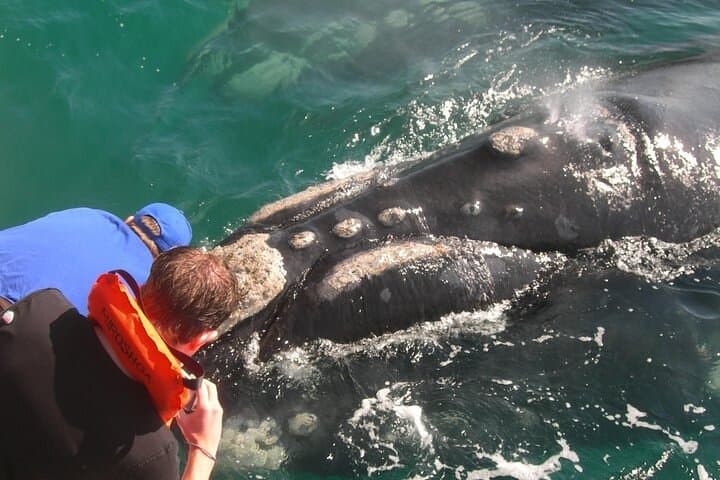 Full-Day Whale Watching and Wine Region Experience from Cape Town