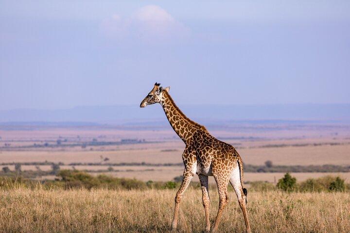 7 Days Best of Kenya Wildlife Safari