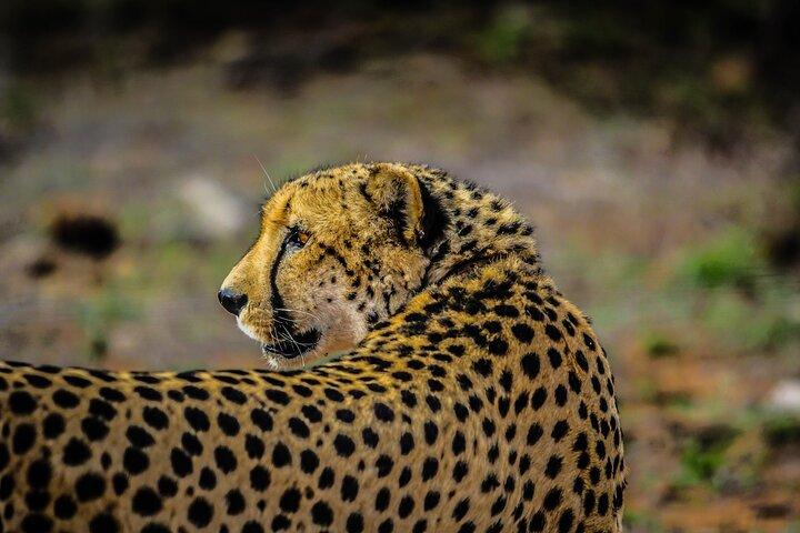 Day trip to Tarangire national park with pick up