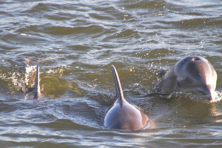 Orange Beach Dolphin Eco Boat Tour