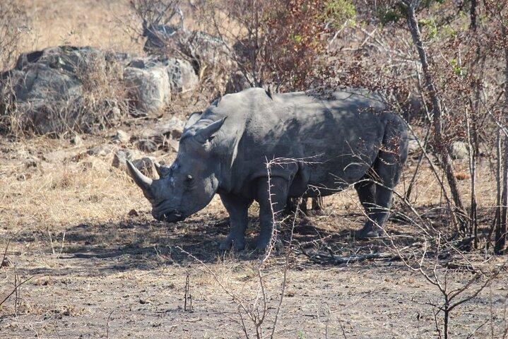 Private Pilanesberg National Park Safari, BIG 5 Full Day