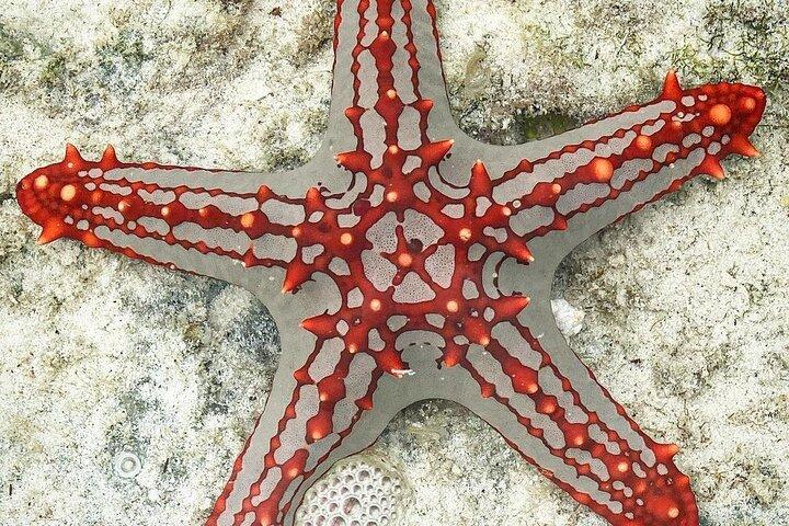 Starfish Adventure; Blue Lagoon Snorkeling; The Rock; Paje Beach; Jozani Forest