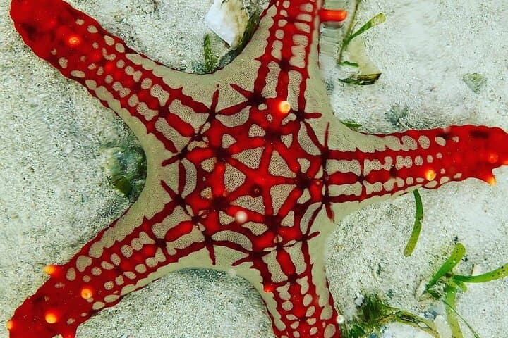 Starfish Adventure; Blue Lagoon; The Rock; Kuza Cave, Salaam Cave