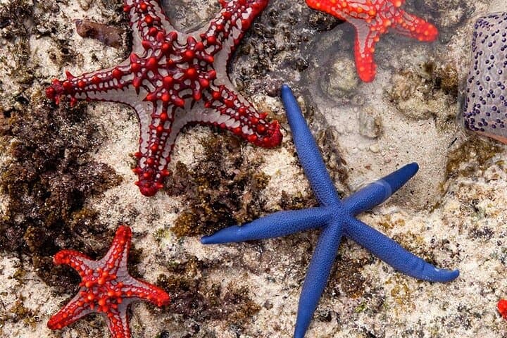 Starfish Adventure; Blue Lagoon; The Rock; Kuza Cave, Salaam Cave
