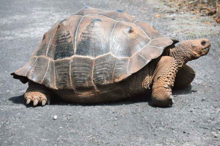 5 days excursion to Galapagos Islands with Snorkel and Volcanoes