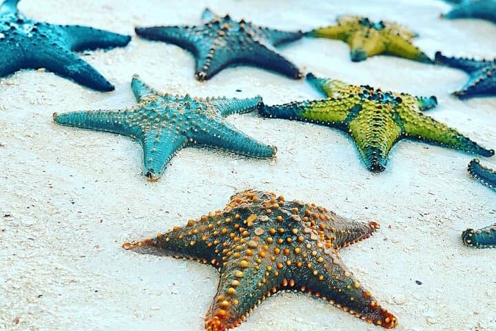 Starfish Adventure; The Rock; Paje Beach; Kuza Cave; Salaam Cave