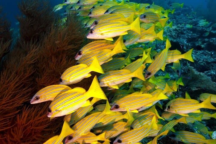 Starfish Adventure; The Rock Restaurant; Kuza Cave, Salaam Cave
