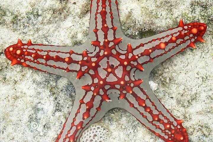Starfish Adventure; The Rock; Paje Beach; Kuza Cave; Salaam Cave