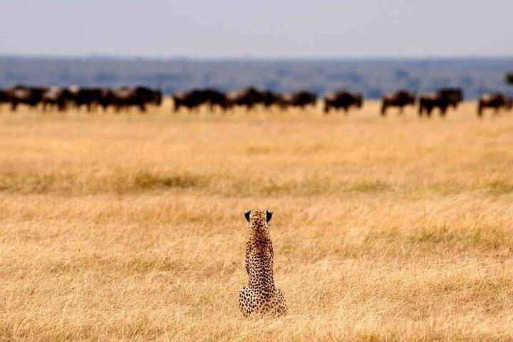 Multi-Day Camping Safari Experience in Arusha