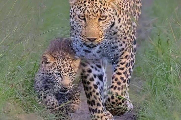 6 Days Amboseli,Lake Naivasha and Masai Mara Safari