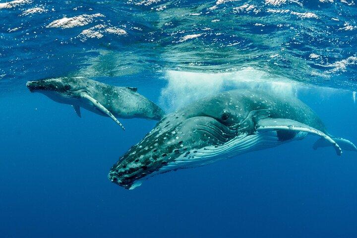 Swimming with Whales in Moorea