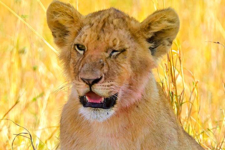 3 Days Maasai Mara Private Experience
