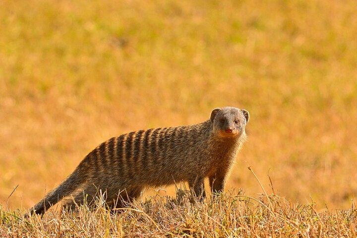 3 Days Maasai Mara Private Experience