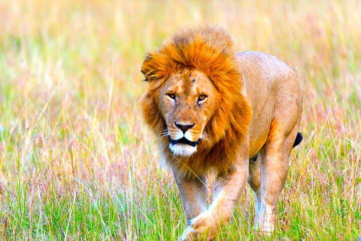 3 Days Maasai Mara Private Experience