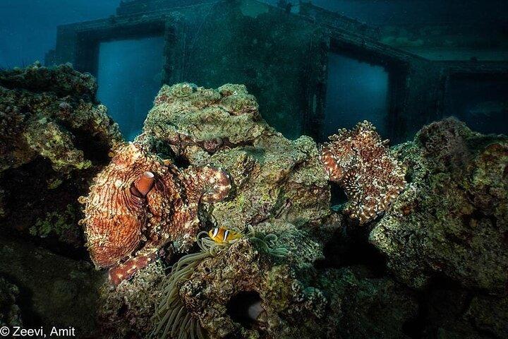 Introduction Diving on Coral Reef with private instructor ( 25 min )
