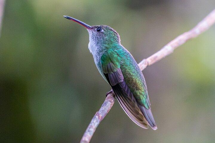 2-Day Tour in the Peruvian Amazon Jungle From Iquitos