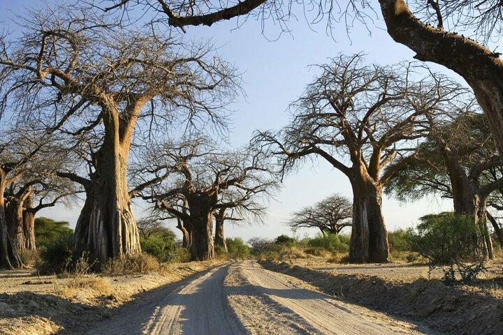 5-Day Private Camping Tarangire Serengeti Crater Manyara