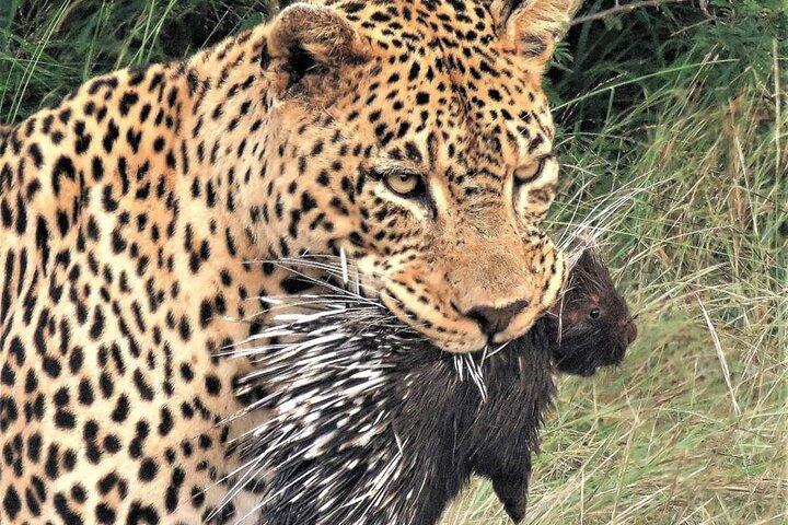 Exclusive Safaris in Africa's Finest Wildlife Areas. 5 days Tanzania
