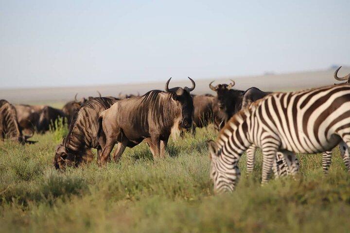 Exclusive Safaris in Africa's Finest Wildlife Areas. 5 days Tanzania