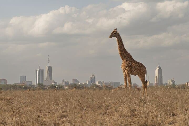 Nairobi National Park Tour