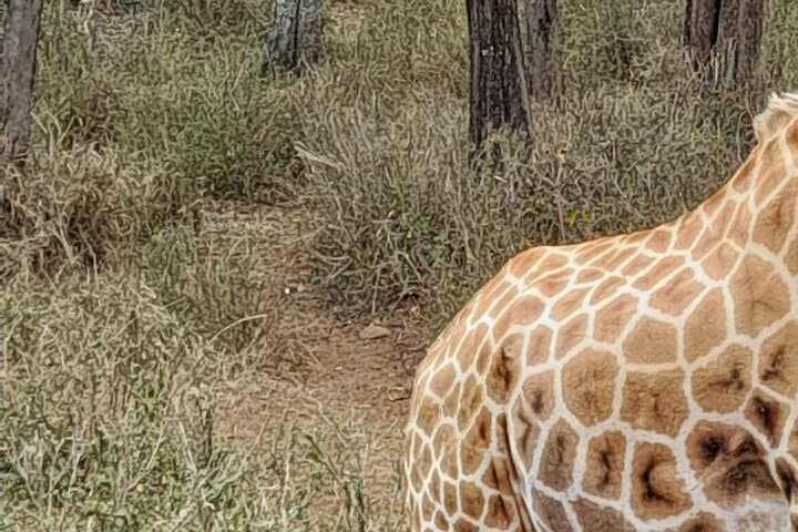 Day Tour to Nairobi national park, Elephants, and Giraffe Center