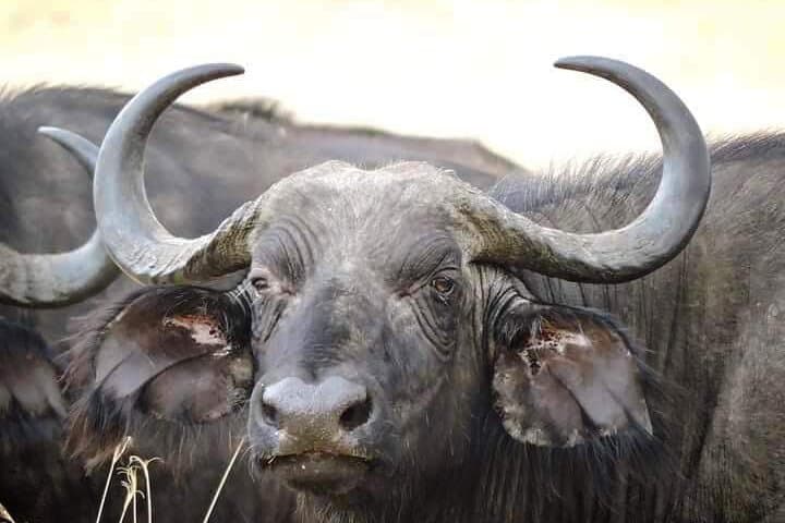 4-Days Safari Adventure in Masai Mara and Lake Nakuru