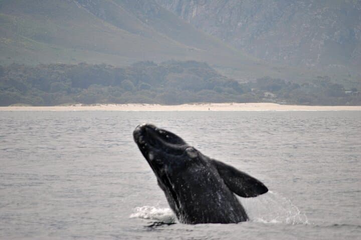 Hermanus Whales and Wine Full Day Private Tour
