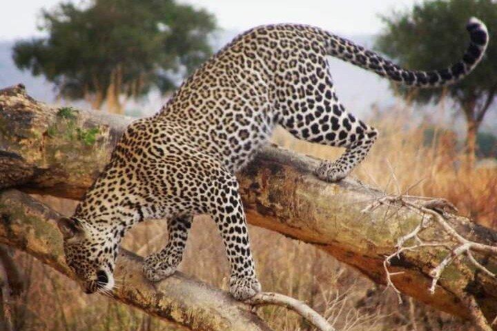 2-Days Camping Safari Tarangire and Ngorongoro Crater