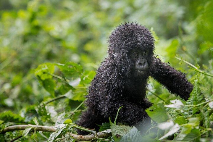 Private 3 Day Gorilla Trekking Safari in Uganda