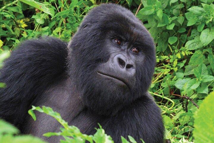 Private 3 Day Gorilla Trekking Safari in Uganda