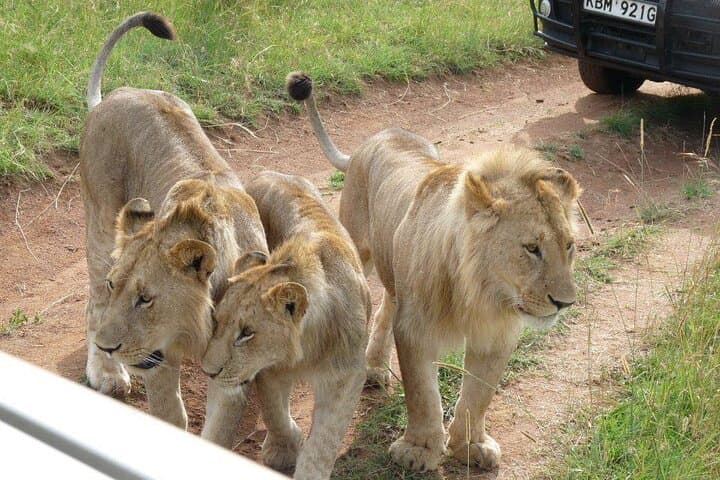 4-Days Safari Adventure in Masai Mara and Lake Nakuru