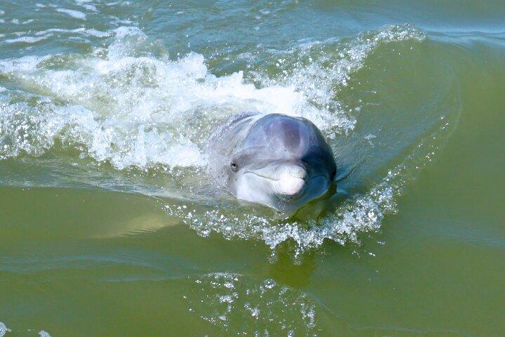 Hilton Head Island Dolphin Boat Cruise