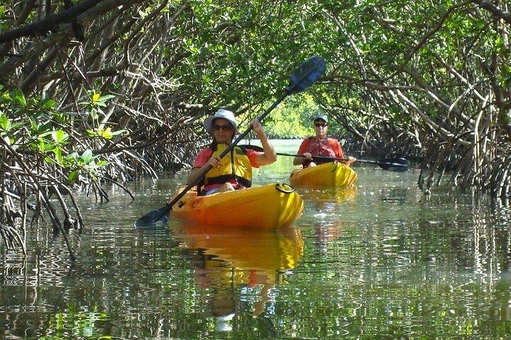 Guided Kayak Dolphin Eco Tour in Pelican Bay