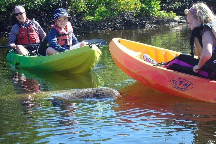 Guided Kayak Dolphin Eco Tour in Pelican Bay