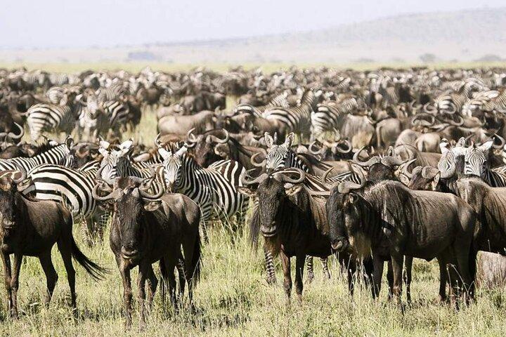 3 Day Classic, Guided Serengeti Safari