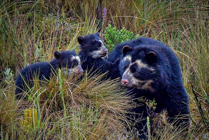Papallacta Pass - Cayambe Coca National Park & Guango Cloud Forest Reserve